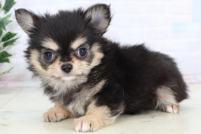 広島県のチワワ(ロング) (Coo&RIKU東広島店/2025年11月16日生まれ/女の子/ブラックタン)の子犬の3枚目の画像