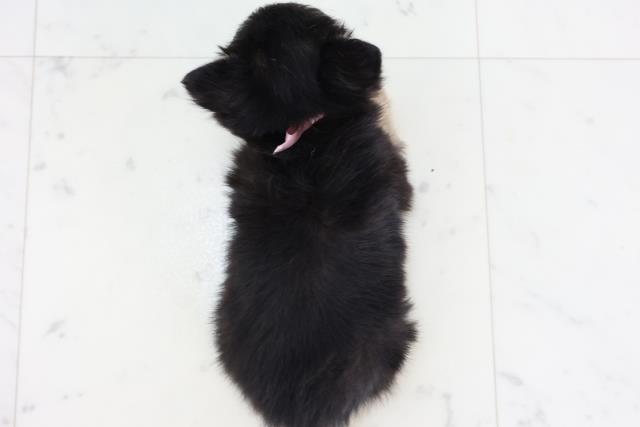 広島県のチワワ(ロング) (Coo&RIKU東広島店/2025年11月16日生まれ/女の子/ブラックタン)の子犬の4枚目の画像