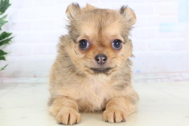 静岡県のチワワ(ロング) (Coo&RIKU静岡SBS通り店/2025年11月16日生まれ/女の子/フォーン)の子犬の1枚目の画像