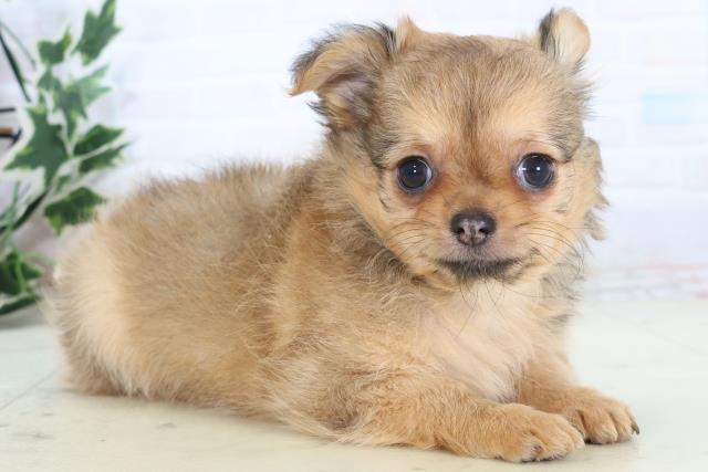 静岡県のチワワ(ロング) (Coo&RIKU静岡SBS通り店/2025年11月16日生まれ/女の子/フォーン)の子犬の2枚目の画像