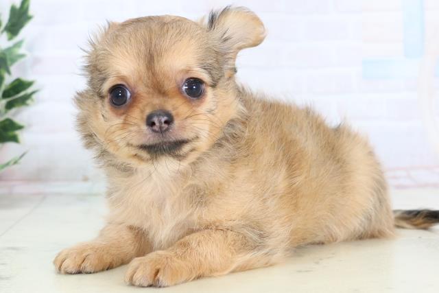 静岡県のチワワ(ロング) (Coo&RIKU静岡SBS通り店/2025年11月16日生まれ/女の子/フォーン)の子犬の3枚目の画像