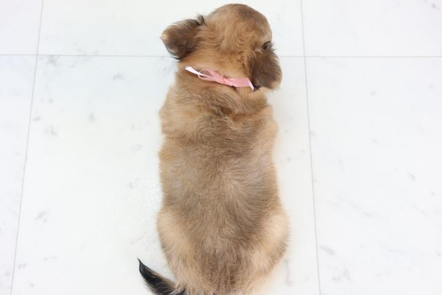 静岡県のチワワ(ロング) (Coo&RIKU静岡SBS通り店/2025年11月16日生まれ/女の子/フォーン)の子犬の4枚目の画像