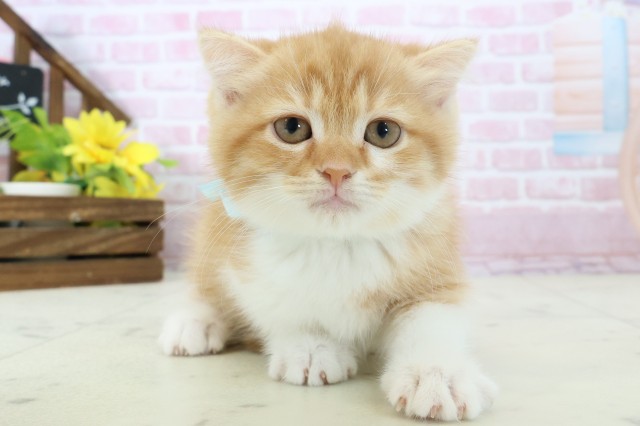 高知県のスコティッシュフォールド (Coo&RIKU高知御座店/2025年11月9日生まれ/男の子/レッドタビーホワイト)の子猫の1枚目の画像