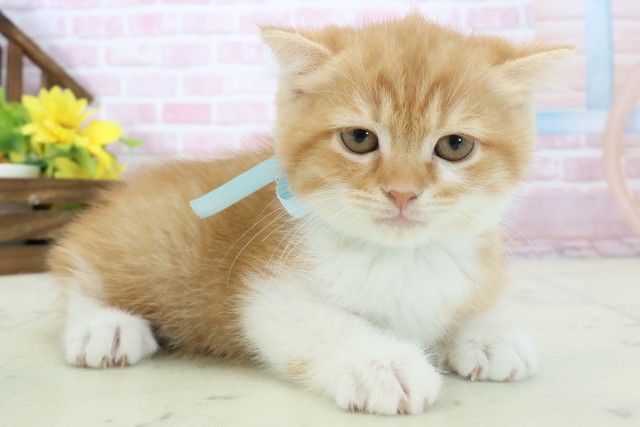 高知県のスコティッシュフォールド (Coo&RIKU高知御座店/2025年11月9日生まれ/男の子/レッドタビーホワイト)の子猫の2枚目の画像