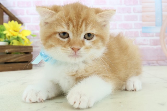 高知県のスコティッシュフォールド (Coo&RIKU高知御座店/2025年11月9日生まれ/男の子/レッドタビーホワイト)の子猫の3枚目の画像