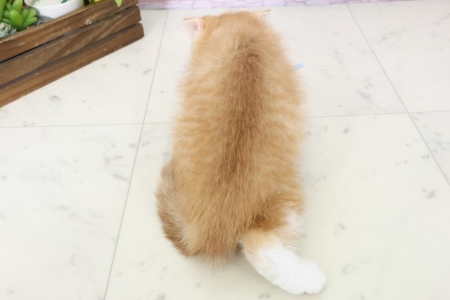 高知県のスコティッシュフォールド (Coo&RIKU高知御座店/2025年11月9日生まれ/男の子/レッドタビーホワイト)の子猫の4枚目の画像