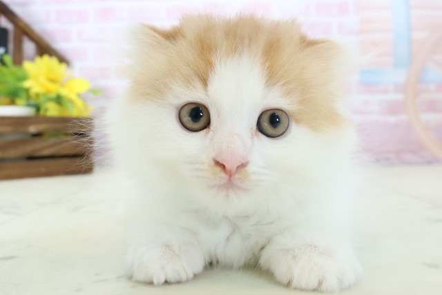 福岡県のスコティッシュフォールド (Coo&RIKUゆめタウン飯塚店/2025年11月9日生まれ/男の子/レッドタビーホワイト)の子猫の1枚目の画像