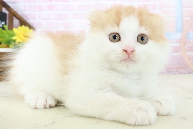 福岡県のスコティッシュフォールド (Coo&RIKUゆめタウン飯塚店/2025年11月9日生まれ/男の子/レッドタビーホワイト)の子猫の2枚目の画像