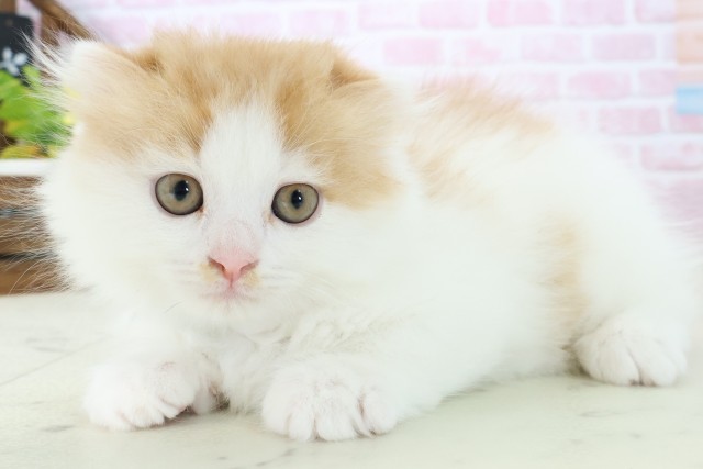 福岡県のスコティッシュフォールド (Coo&RIKUゆめタウン飯塚店/2025年11月9日生まれ/男の子/レッドタビーホワイト)の子猫の3枚目の画像