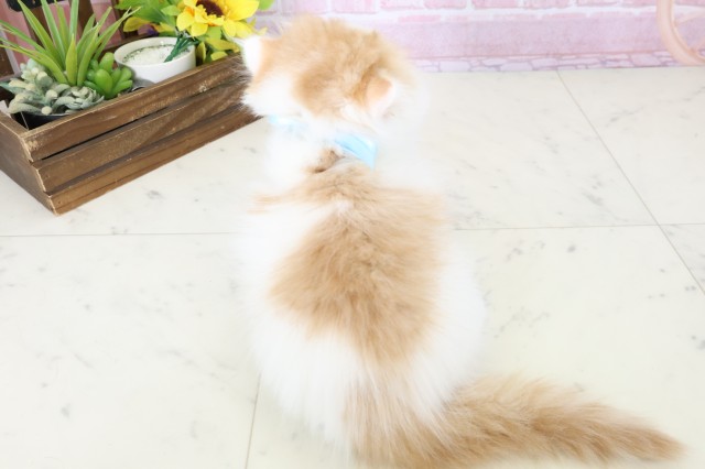 福岡県のスコティッシュフォールド (Coo&RIKUゆめタウン飯塚店/2025年11月9日生まれ/男の子/レッドタビーホワイト)の子猫の4枚目の画像