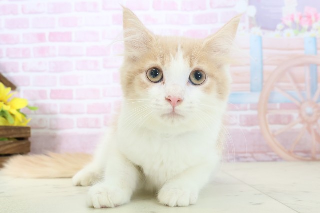 広島県のメインクーン (Coo&RIKU東広島店/2025年10月11日生まれ/男の子/クリームタビーホワイト)の子猫の1枚目の画像