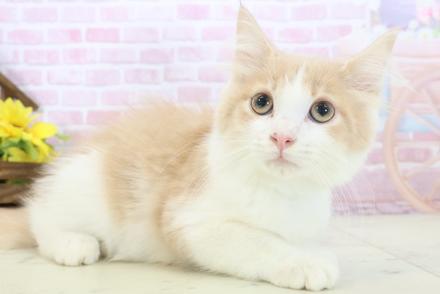 広島県のメインクーン (Coo&RIKU東広島店/2025年10月11日生まれ/男の子/クリームタビーホワイト)の子猫の2枚目の画像