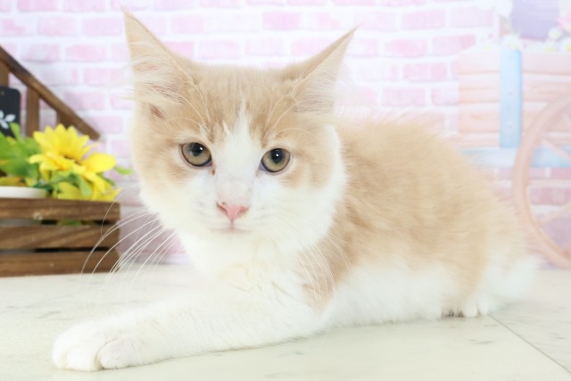 広島県のメインクーン (Coo&RIKU東広島店/2025年10月11日生まれ/男の子/クリームタビーホワイト)の子猫の3枚目の画像