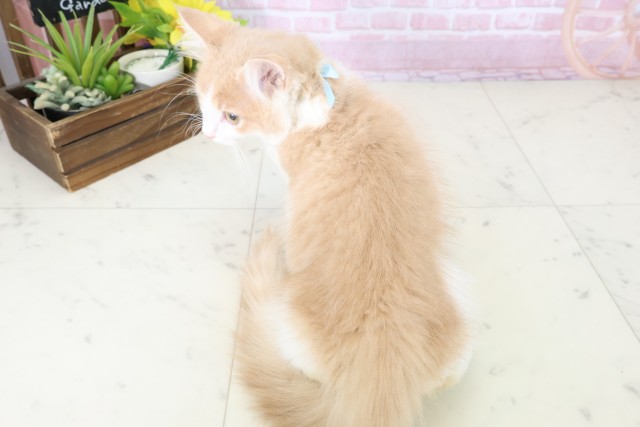 広島県のメインクーン (Coo&RIKU東広島店/2025年10月11日生まれ/男の子/クリームタビーホワイト)の子猫の4枚目の画像