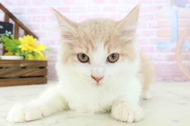 福岡県のメインクーン (Coo&RIKU福岡東店/2025年10月11日生まれ/男の子/クリームタビーホワイト)の子猫の1枚目の画像