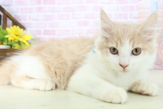 福岡県のメインクーン (Coo&RIKU福岡東店/2025年10月11日生まれ/男の子/クリームタビーホワイト)の子猫の2枚目の画像