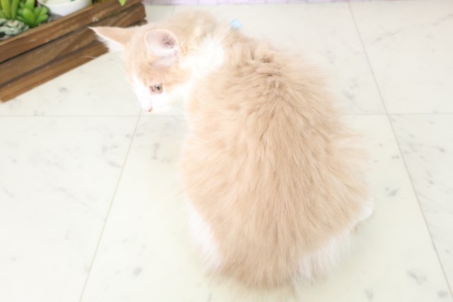 福岡県のメインクーン (Coo&RIKU福岡東店/2025年10月11日生まれ/男の子/クリームタビーホワイト)の子猫の4枚目の画像