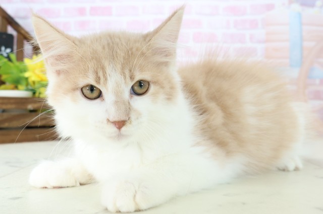 福岡県のメインクーン (Coo&RIKU久留米店/2025年10月11日生まれ/男の子/クリームタビーホワイト)の子猫の3枚目の画像