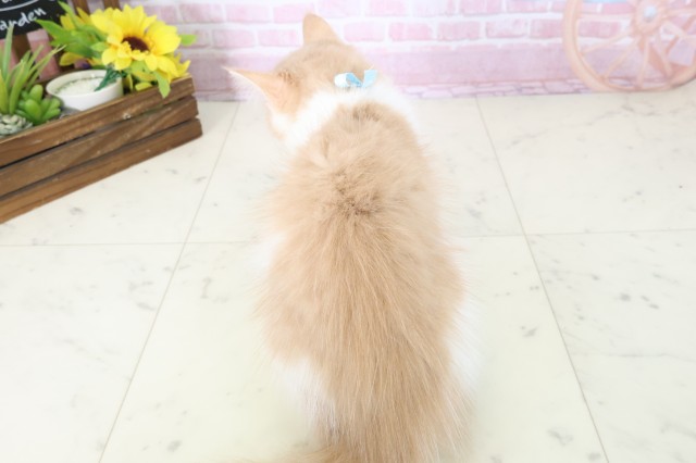 福岡県のメインクーン (Coo&RIKU久留米店/2025年10月11日生まれ/男の子/クリームタビーホワイト)の子猫の4枚目の画像