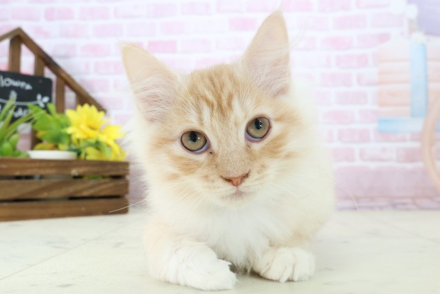 岡山県のサイベリアン (Coo&RIKU岡山店/2025年10月2日生まれ/男の子/クリームタビー)の子猫の1枚目の画像