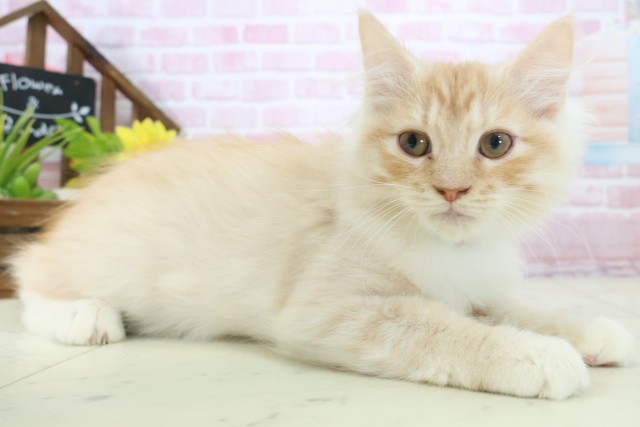 岡山県のサイベリアン (Coo&RIKU岡山店/2025年10月2日生まれ/男の子/クリームタビー)の子猫の2枚目の画像