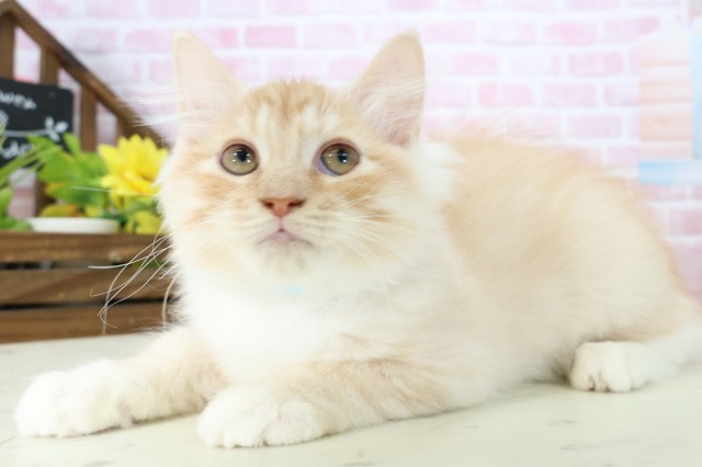 岡山県のサイベリアン (Coo&RIKU岡山店/2025年10月2日生まれ/男の子/クリームタビー)の子猫の3枚目の画像