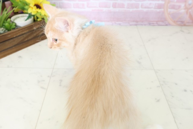 岡山県のサイベリアン (Coo&RIKU岡山店/2025年10月2日生まれ/男の子/クリームタビー)の子猫の4枚目の画像