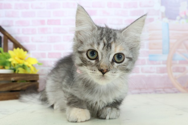 広島県のサイベリアン (Coo&RIKUゆめタウン大竹店/2025年10月2日生まれ/女の子/シルバーパッチドタビーホワイト)の子猫の1枚目の画像