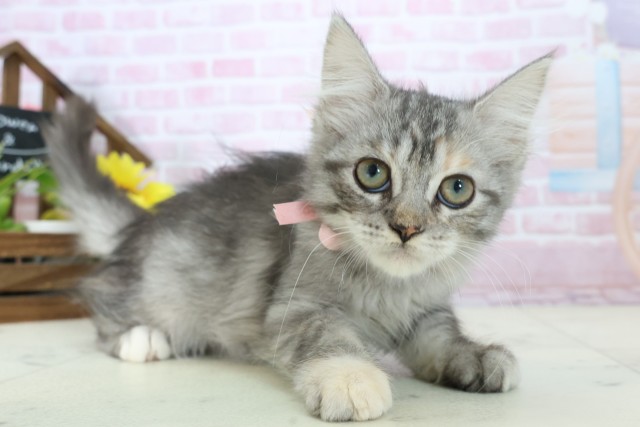 広島県のサイベリアン (Coo&RIKUゆめタウン大竹店/2025年10月2日生まれ/女の子/シルバーパッチドタビーホワイト)の子猫の2枚目の画像