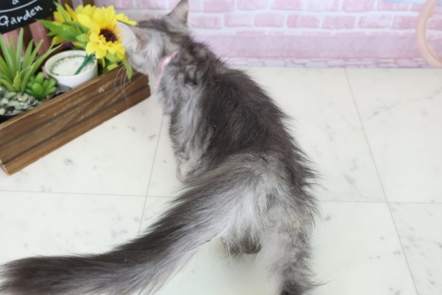 広島県のサイベリアン (Coo&RIKUゆめタウン大竹店/2025年10月2日生まれ/女の子/シルバーパッチドタビーホワイト)の子猫の4枚目の画像