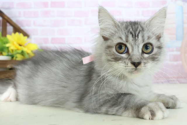 山口県のサイベリアン (Coo&RIKUサンパークあじす店/2025年10月2日生まれ/女の子/シルバータビー)の子猫の2枚目の画像