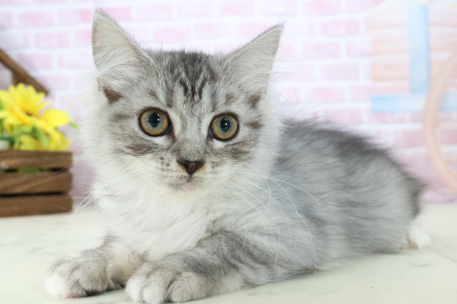 山口県のサイベリアン (Coo&RIKUサンパークあじす店/2025年10月2日生まれ/女の子/シルバータビー)の子猫の3枚目の画像