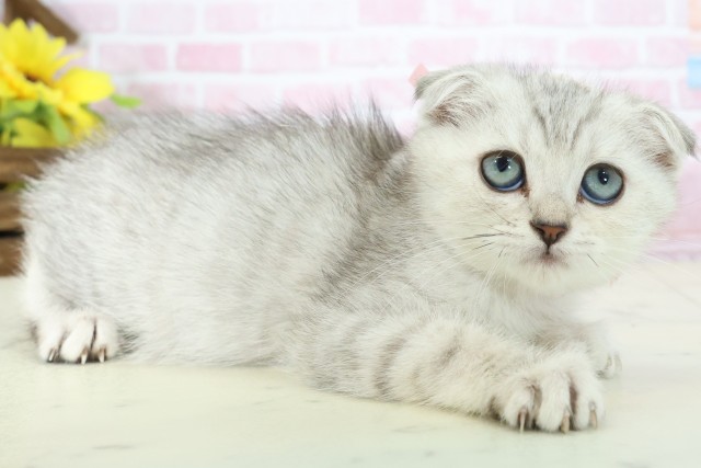 山口県のスコティッシュフォールド (Coo&RIKUシーモール下関店/2025年10月18日生まれ/女の子/シルバーパッチドタビーホワイト)の子猫の2枚目の画像