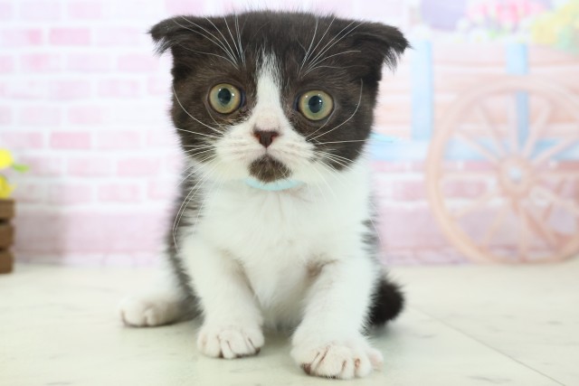 福岡県のフォールデックス (Coo&RIKUゆめタウン飯塚店/2025年10月18日生まれ/男の子/ブラックホワイト)の子猫の1枚目の画像