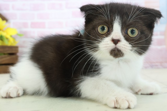 福岡県のフォールデックス (Coo&RIKUゆめタウン飯塚店/2025年10月18日生まれ/男の子/ブラックホワイト)の子猫の2枚目の画像