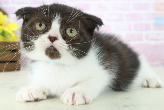 福岡県のフォールデックス (Coo&RIKUゆめタウン飯塚店/2025年10月18日生まれ/男の子/ブラックホワイト)の子猫の3枚目の画像