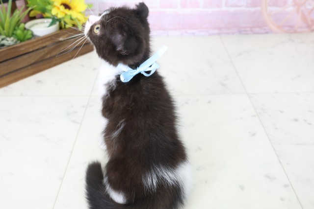 福岡県のフォールデックス (Coo&RIKUゆめタウン飯塚店/2025年10月18日生まれ/男の子/ブラックホワイト)の子猫の4枚目の画像