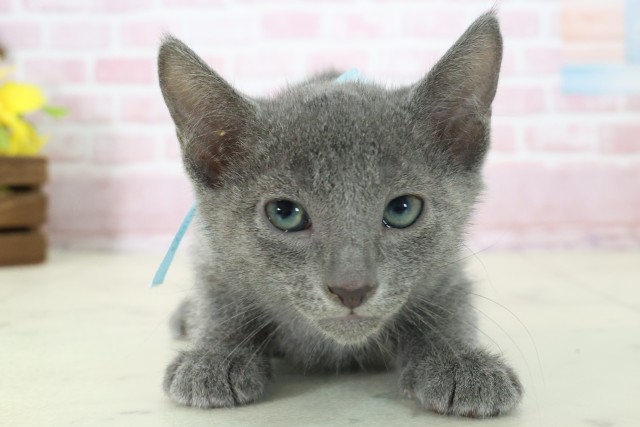 高知県のロシアンブルー (Coo&RIKU高知御座店/2025年11月6日生まれ/男の子/ブルー)の子猫の1枚目の画像