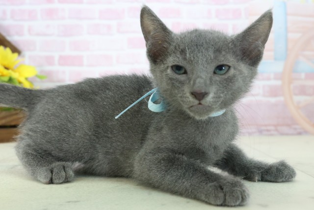 高知県のロシアンブルー (Coo&RIKU高知御座店/2025年11月6日生まれ/男の子/ブルー)の子猫の2枚目の画像