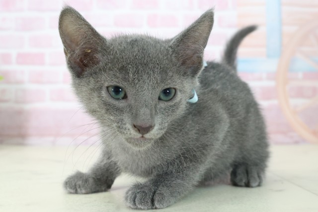 高知県のロシアンブルー (Coo&RIKU高知御座店/2025年11月6日生まれ/男の子/ブルー)の子猫の3枚目の画像