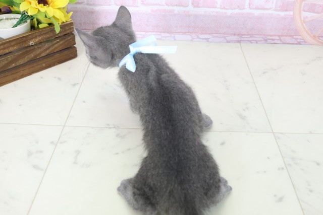 高知県のロシアンブルー (Coo&RIKU高知御座店/2025年11月6日生まれ/男の子/ブルー)の子猫の4枚目の画像