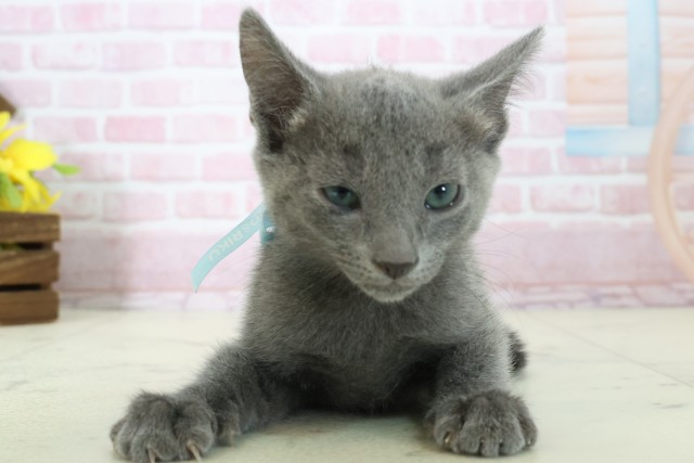 山口県のロシアンブルー (Coo&RIKUシーモール下関店/2025年11月6日生まれ/男の子/ブルー)の子猫の1枚目の画像