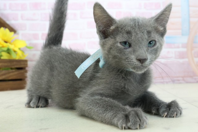 山口県のロシアンブルー (Coo&RIKUシーモール下関店/2025年11月6日生まれ/男の子/ブルー)の子猫の2枚目の画像