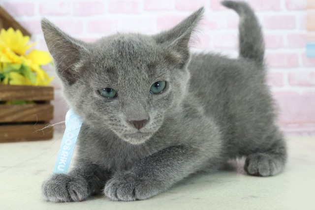 山口県のロシアンブルー (Coo&RIKUシーモール下関店/2025年11月6日生まれ/男の子/ブルー)の子猫の3枚目の画像