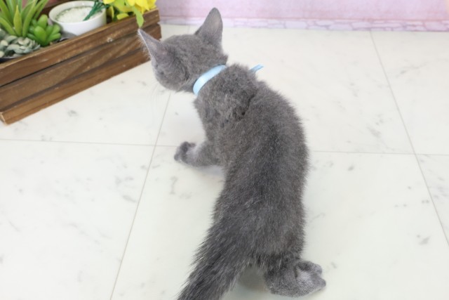 山口県のロシアンブルー (Coo&RIKUシーモール下関店/2025年11月6日生まれ/男の子/ブルー)の子猫の4枚目の画像