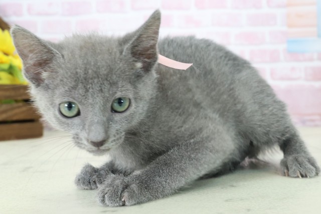 佐賀県のロシアンブルー (Coo&RIKU佐賀神埼店/2025年11月6日生まれ/女の子/ブルー)の子猫の3枚目の画像