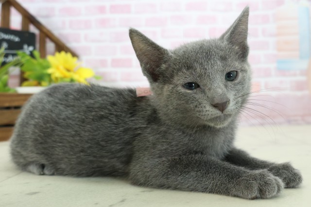 愛媛県のロシアンブルー (Coo&RIKU愛媛松山店/2025年11月6日生まれ/女の子/ブルー)の子猫の2枚目の画像