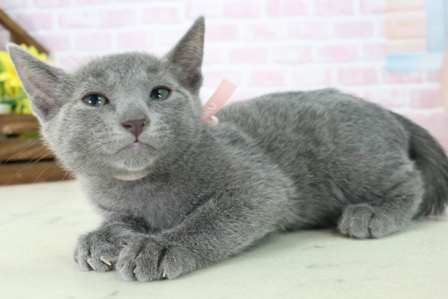 愛媛県のロシアンブルー (Coo&RIKU愛媛松山店/2025年11月6日生まれ/女の子/ブルー)の子猫の3枚目の画像