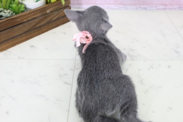 愛媛県のロシアンブルー (Coo&RIKU愛媛松山店/2025年11月6日生まれ/女の子/ブルー)の子猫の4枚目の画像