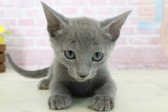 福岡県のロシアンブルー (Coo&RIKUゆめタウン飯塚店/2025年11月6日生まれ/女の子/ブルー)の子猫の1枚目の画像